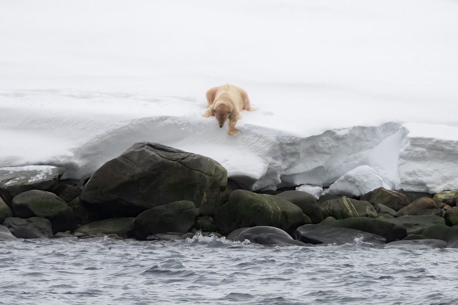 Polar bear resting on snow above dark coastal rocks in Svalbard