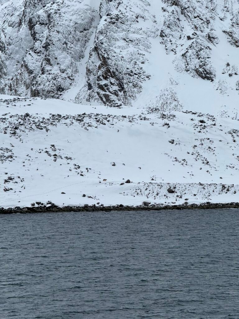 Polar bear walking across a snowy slope beneath steep, rocky cliffs in Svalbard, viewed from the water.