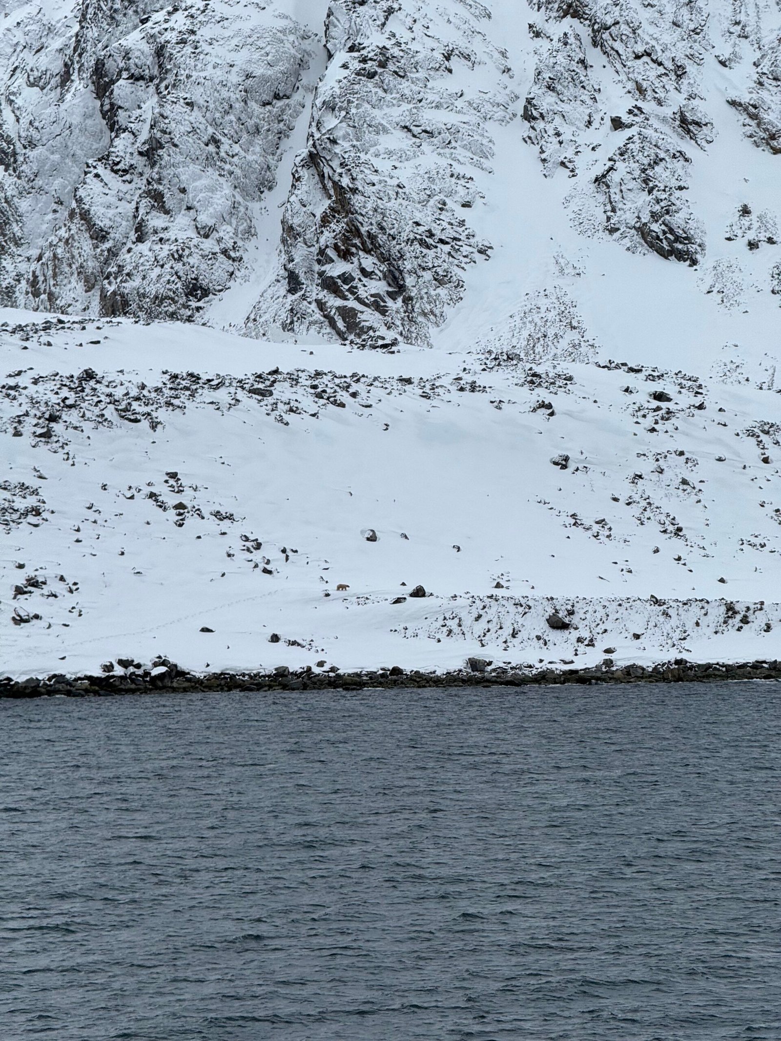 Polar bear walking across a snowy slope beneath steep, rocky cliffs in Svalbard, viewed from the water.