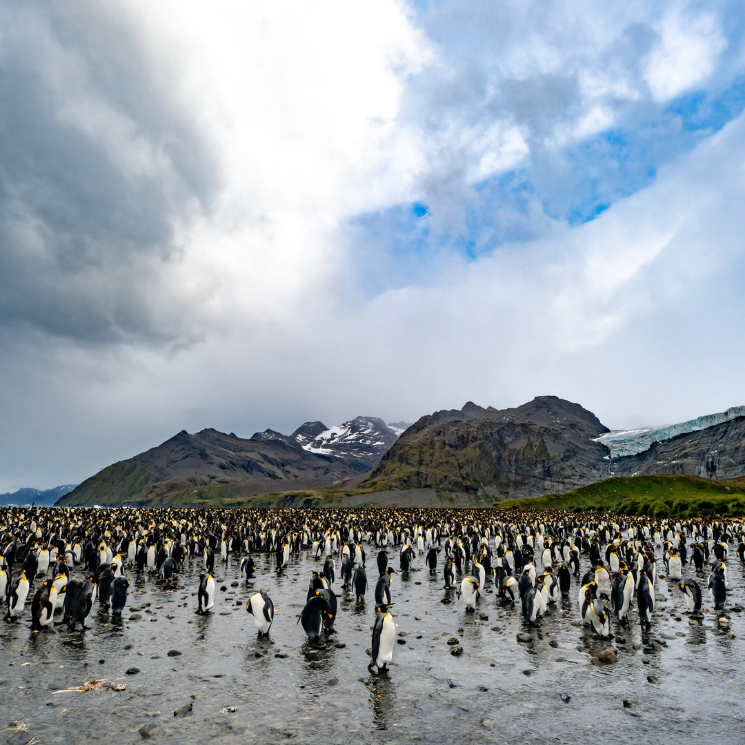 Large colony of king penguins standing in shallow water beneath rocky mountains and a glacier.