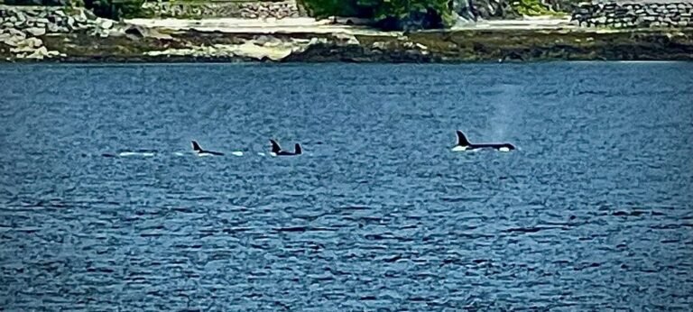 A pod of orcas surfacing near Ketchikan, Alaska, with homes along the forested shoreline behind them