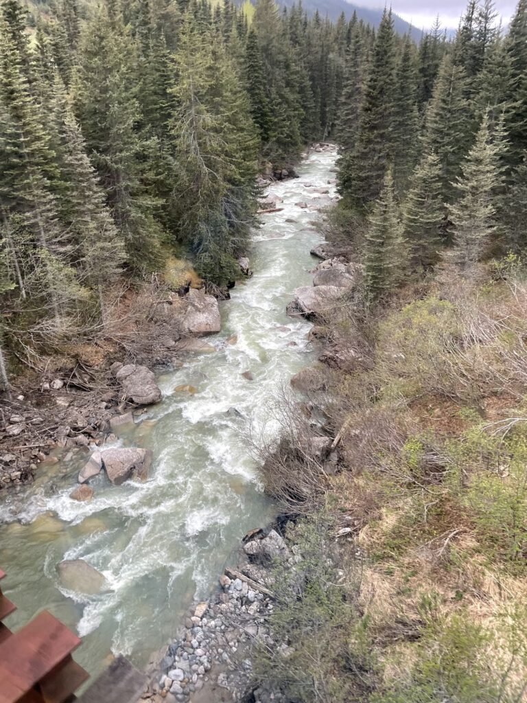 The Skagway River rushing through the forest, seen from the White Pass train